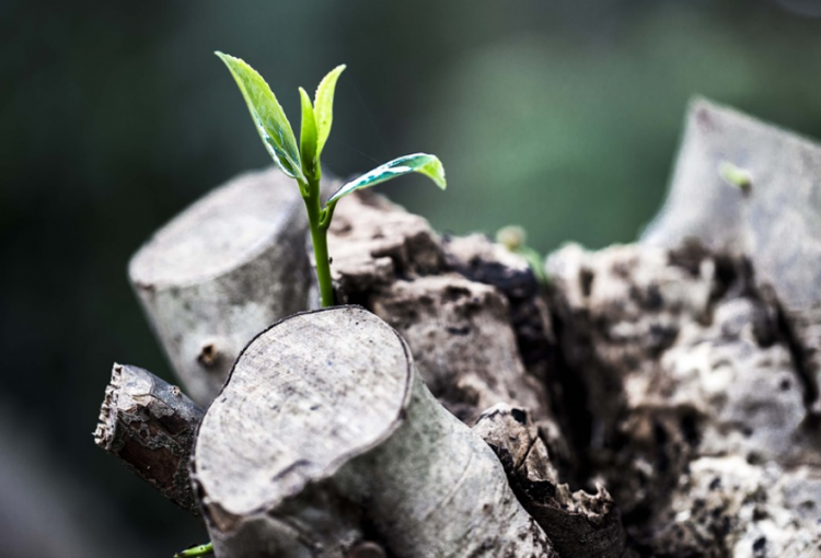 Financial Literacy Training for Board Members